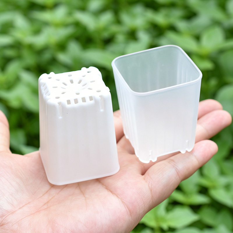 50-100Pcs 4cm Mini Thicken Whi - Echeveria Succulent ulasan dan harga