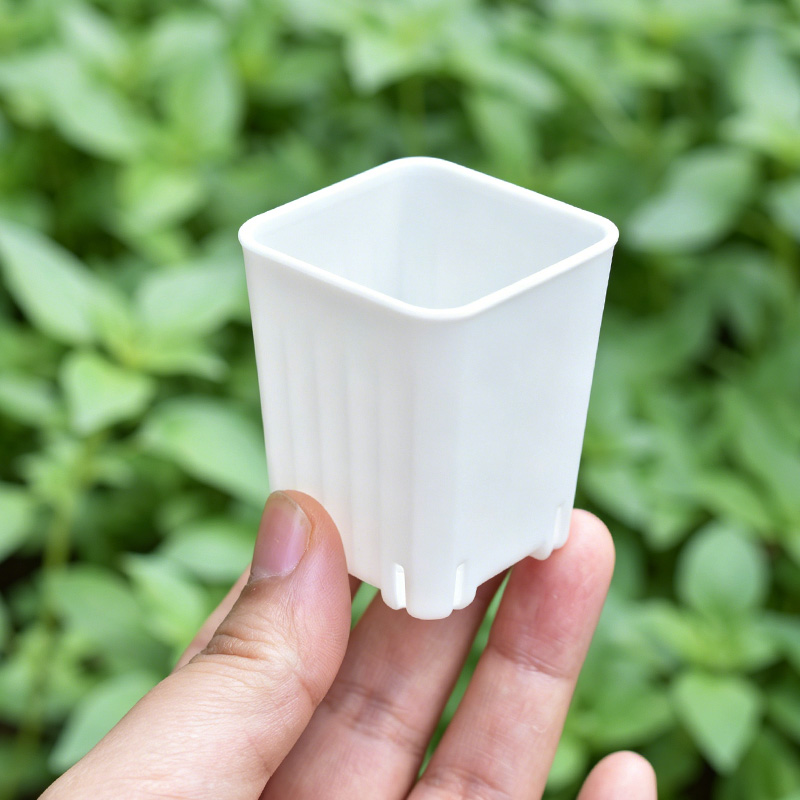 50-100Pcs 4cm Mini Thicken Whi - Echeveria Succulent ulasan dan harga