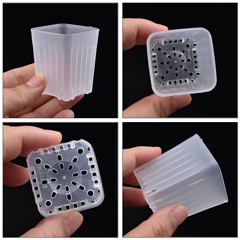 50-100Pcs 4cm Mini Thicken Whi - Echeveria Succulent ulasan dan harga
