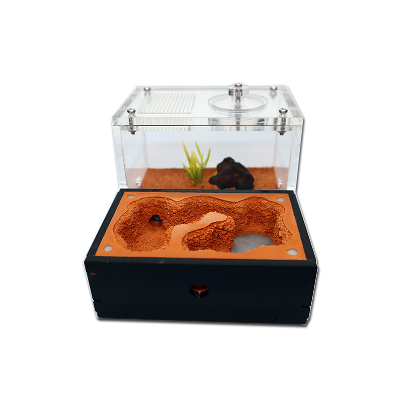 Yellow Soil Ant Farm with Exte - Begonia Rex ulasan dan harga