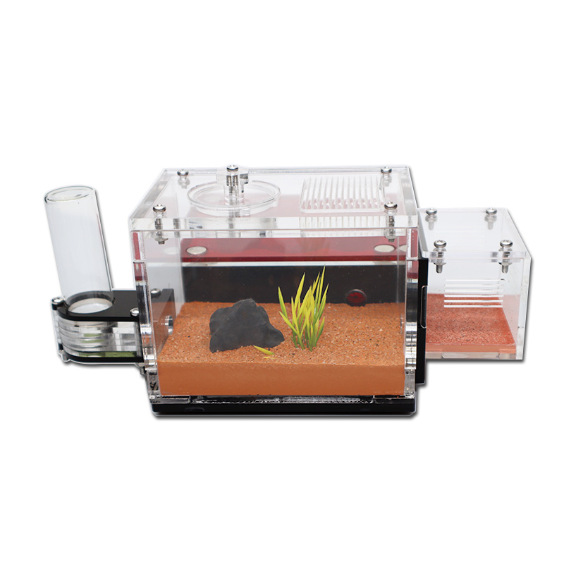 Yellow Soil Ant Farm with Exte - Begonia Rex ulasan dan harga