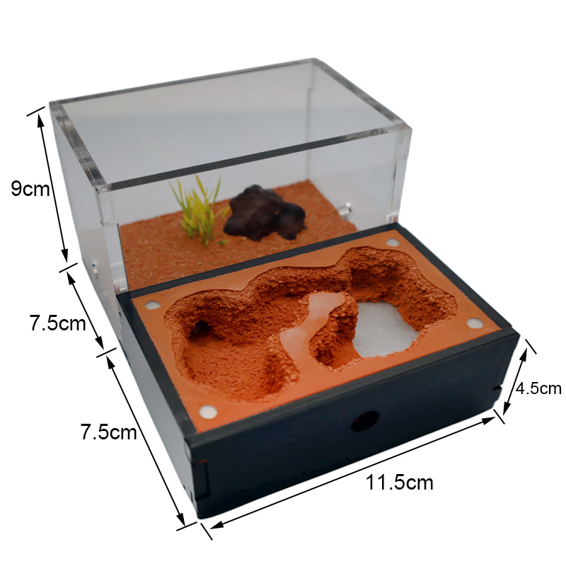 Yellow Soil Ant Farm with Exte - Begonia Rex ulasan dan harga