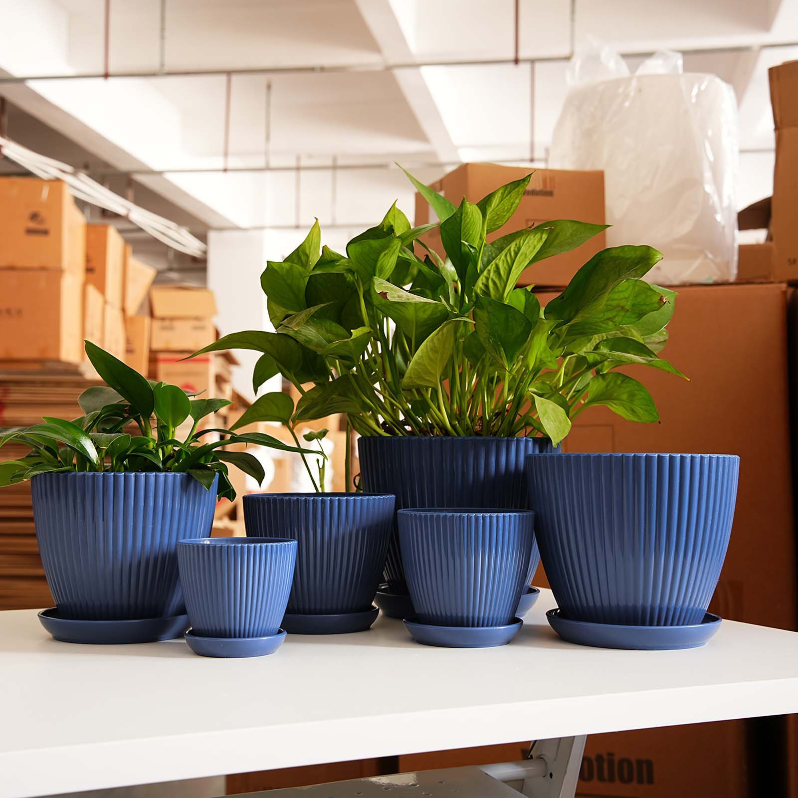 Vertical Striped Thickened Pla - Aloe Vera Pot ulasan dan harga