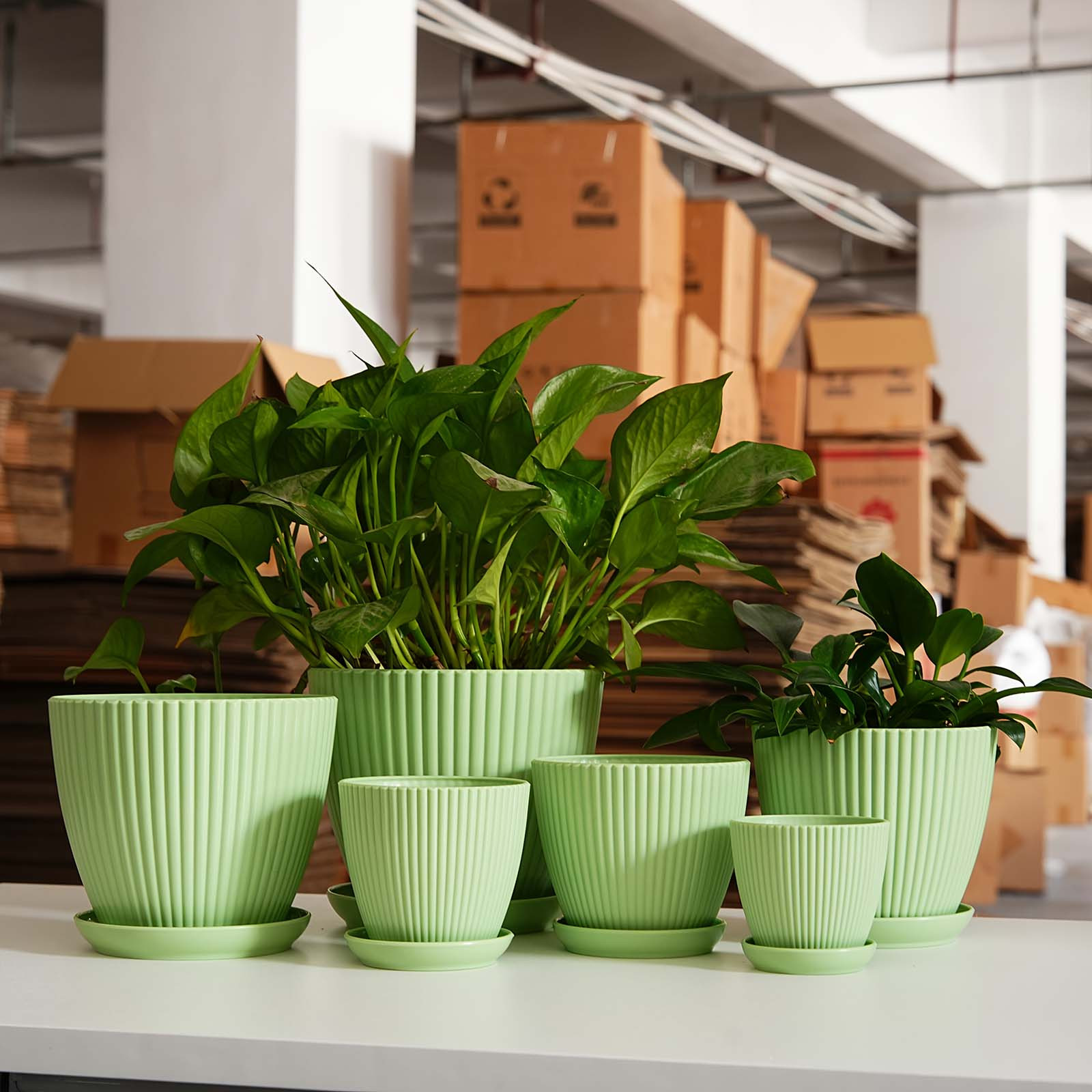 Vertical Striped Thickened Pla - Aloe Vera Pot ulasan dan harga