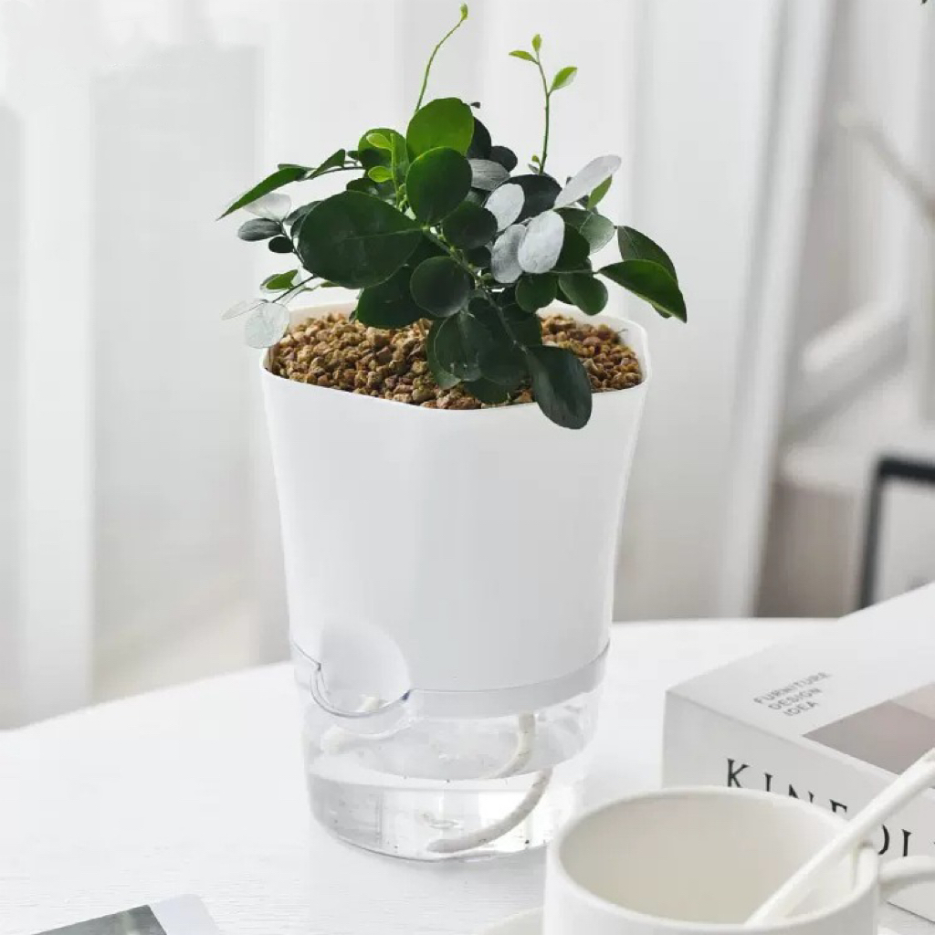 Transparent Plastic Self Water - Aloe Vera Pot ulasan dan harga