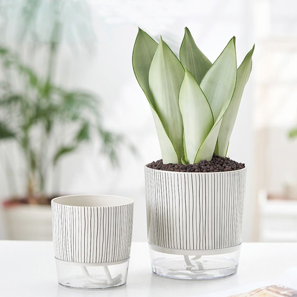 Transparent Self-watering Plan - Aloe Vera Pot ulasan dan harga