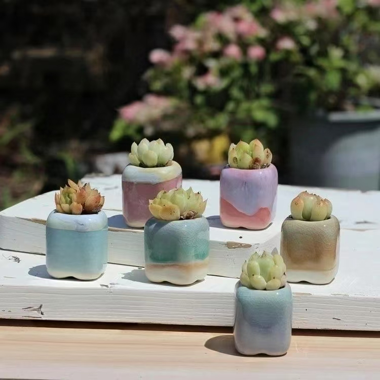 6Pcs Mini Flowerpot Succulents - Echeveria Succulent ulasan dan harga