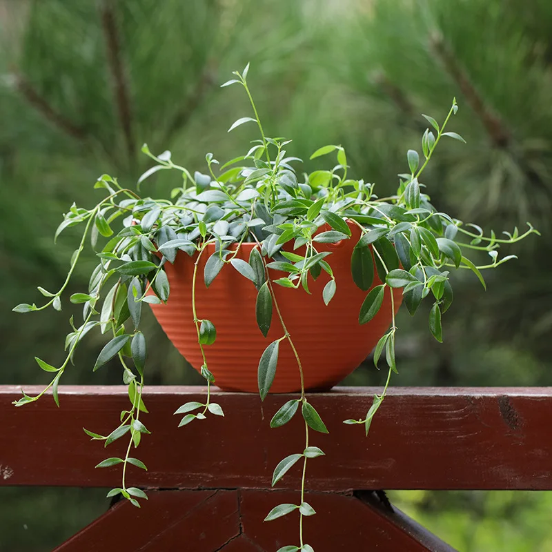 Plastic hanging basket flower  - Spider Plant Hanging ulasan dan harga